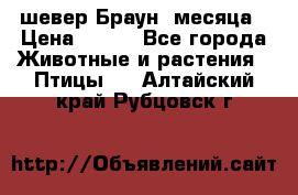 шевер Браун 2месяца › Цена ­ 200 - Все города Животные и растения » Птицы   . Алтайский край,Рубцовск г.